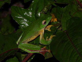 Malabar gliding frog on leaf
(Rhacophorus malabaricus)