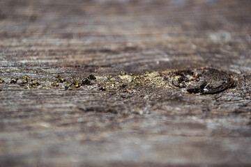 Fototapeta na wymiar Shiny droplets of resin in the sun on old wood