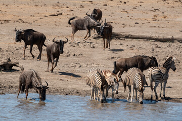 Zèbre de Burchell, Equus quagga burchelli, Gnou bleu, Connochaetes taurinus, Parc national Kruger, Afrique du Sud