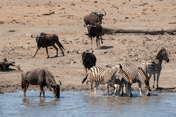 Fototapeta na wymiar Zèbre de Burchell, Equus quagga burchelli, Gnou bleu, Connochaetes taurinus, Parc national Kruger, Afrique du Sud