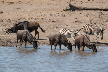 Obraz na płótnie Canvas Zèbre de Burchell, Equus quagga burchelli, Gnou bleu, Connochaetes taurinus, Parc national Kruger, Afrique du Sud
