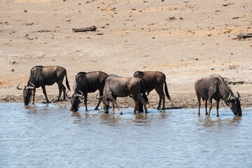 Naklejka premium Gnou à queue noire, Connochaetes taurinus, Parc national Kruger, Afrique du Sud