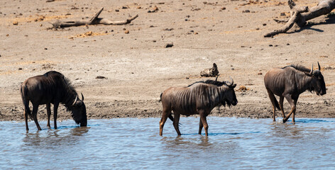 Gnou à queue noire, Connochaetes taurinus, Parc national Kruger, Afrique du Sud