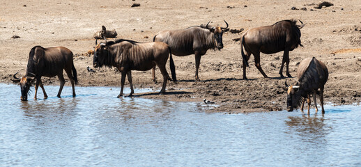 Gnou à queue noire, Connochaetes taurinus, Parc national Kruger, Afrique du Sud