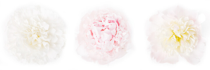Three beautiful light peonies on a white background, top view, panoramic format, the concept of beauty