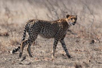 Guépard, cheetah, Acinonyx jubatus, Parc national Kruger, Afrique du Sud