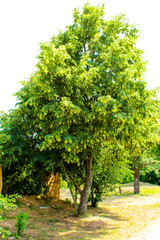 green tree in the park