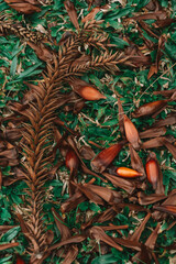 Pinhão e grimpas espalhados pelo chão