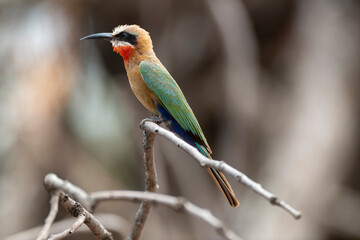Guêpier à front blanc,.Merops bullockoides, White fronted Bee eater