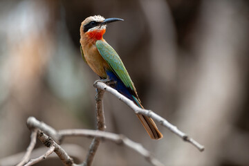 Obraz premium Guêpier à front blanc,.Merops bullockoides, White fronted Bee eater