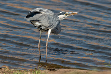 Héron cendré, Ardea cinerea, Grey Heron