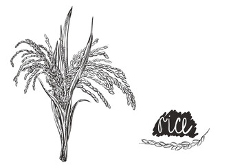 Detailed hand drawn black and white illustration of rice plant. sketch. Vector. Elements in graphic style menu, package. Traditional food in asian countries: Japan, Korea and China.