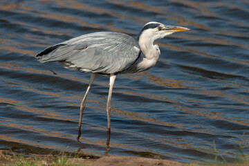 Héron cendré, Ardea cinerea, Grey Heron