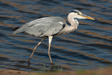 Héron cendré, Ardea cinerea, Grey Heron