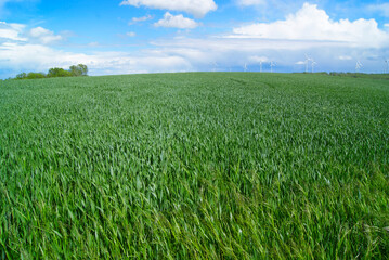 grünes Feld mit Windrädern im Hintergrund