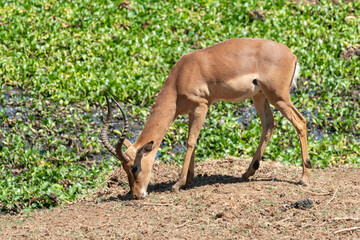 Impala, male, Aepyceros melampus