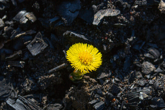 Yellow flower growing through ashes and coal