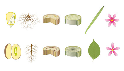 Monocot and dicot plants