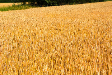 Fototapeta premium field of wheat