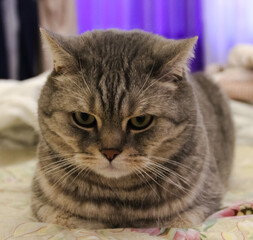 photo of a Scottish cat