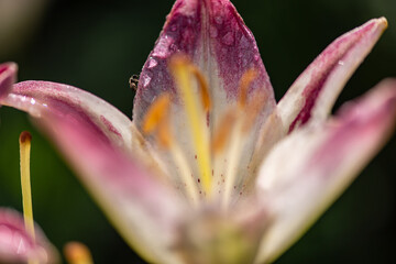 insect on a pink lily