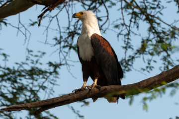 Pygargue vocifère, .Haliaeetus vocifer , African Fish Eagle, Parc national Kruger, Afrique du Sud