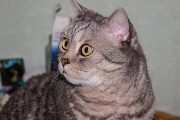 photo of a Scottish cat