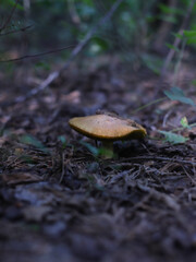 mushrooms in the forest