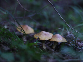 mushrooms in the forest
