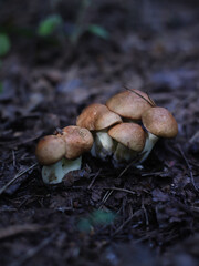 boletus edulis mushroom