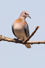 Tourterelle maillée,.Spilopelia senegalensis, Laughing Dove