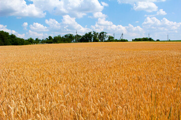 wheat field in the summer