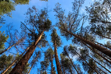 pictures of trees, view from below