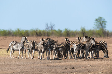 Obraz na płótnie Canvas Zèbre de Burchell, Equus quagga, Parc national Kruger, Afrique du Sud