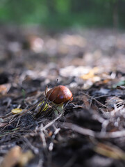 red mushroom in autumn