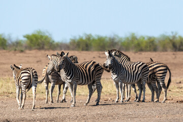 Plakat Zèbre de Burchell, Equus quagga, Parc national Kruger, Afrique du Sud