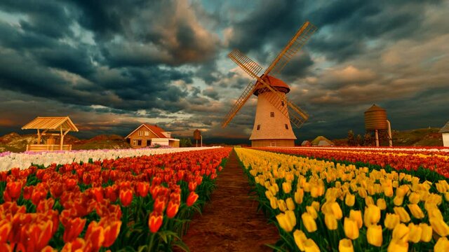Slow motion of tulip field and traditional windmill