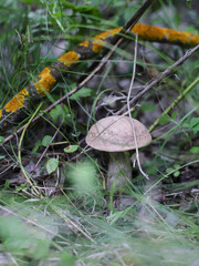 mushroom in the forest