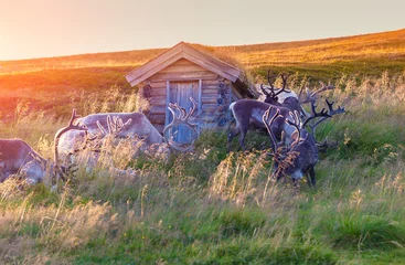 Foto auf Alu-Dibond A herd of reindeer grazing on a hill in Lapland at sunset © vvvita