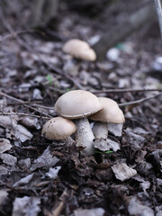 mushrooms in the forest