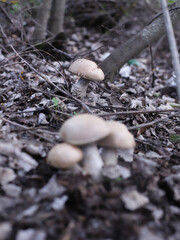 mushrooms in the forest