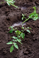 seedling sprout in the ground
