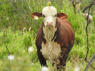 cow in a meadow