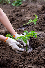 environmental work in the garden