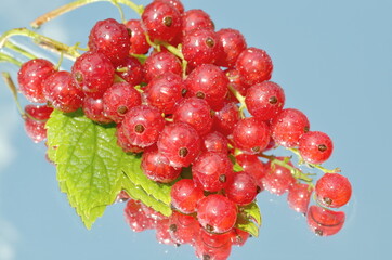 red currant berries