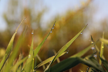 Green grass with dew drops at sunrise, close up. Nature background
