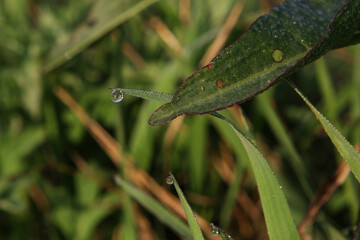 Green grass with dew drops at sunrise, close up. Nature background
