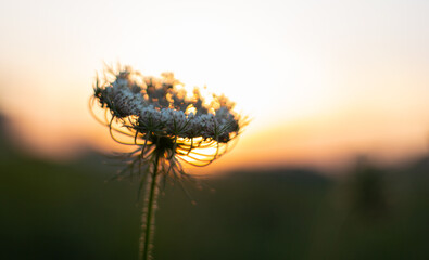 Summer field plant-umbrella on the background of the sunset