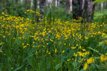photo of a flower meadow