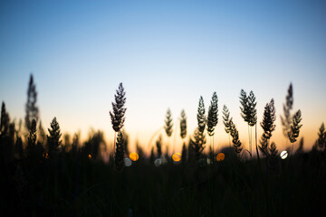 Summer evening-sunset in the city, city lights through the tall grass